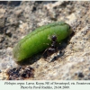 plebeius argus sevastopol larva l4 5